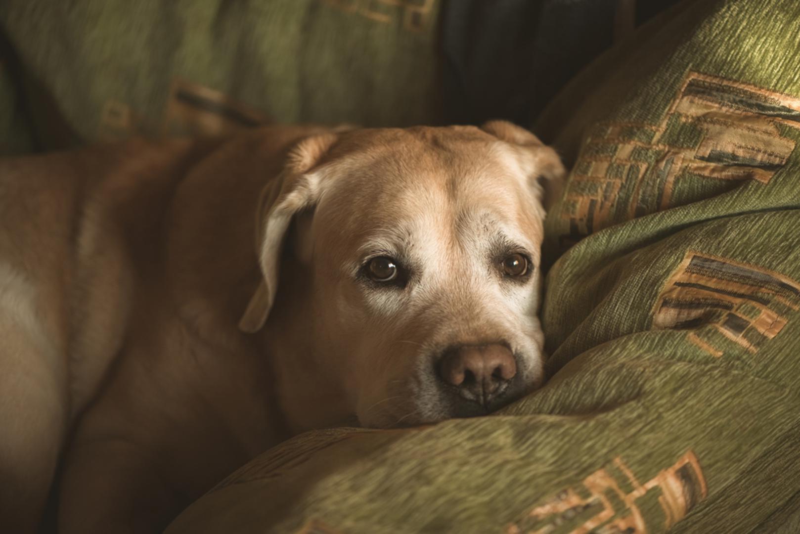 Labrador retriver: Labrador je prijateljski raspoložen, vedar i izrazito privržen pas koji želi sudjelovati u gotovo svim obiteljskim aktivnostima. Najsretniji je kada provodi vrijeme sa svojim ljudima, bilo u šetnji, igri ili odmaranju kod kuće. Potrebni su mu svakodnevno kretanje, druženje i pravilna prehrana jer lako dobiva na težini. 