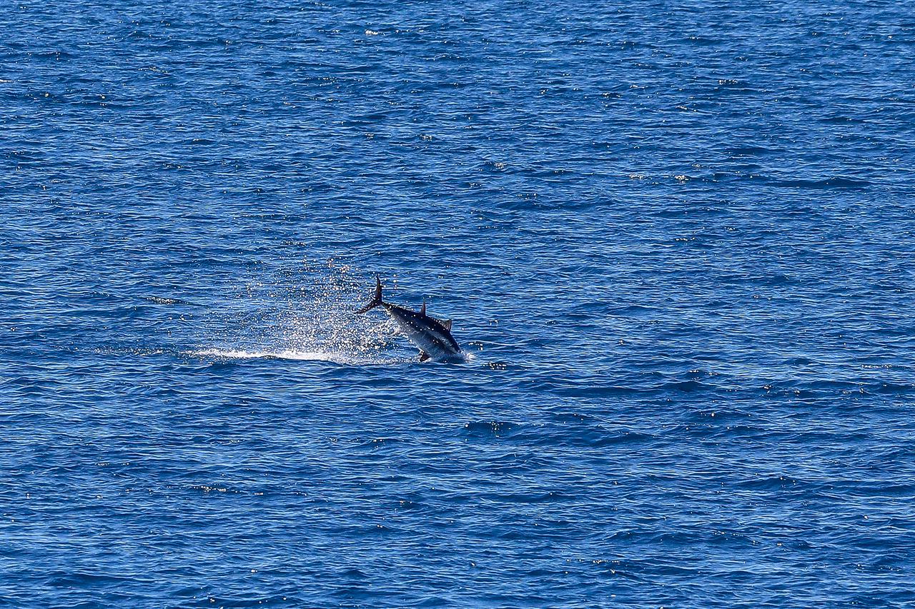 Pula: Oduševljeni kupači i šetači na Lungo mare imali su priliku gledati hranjenje tuna