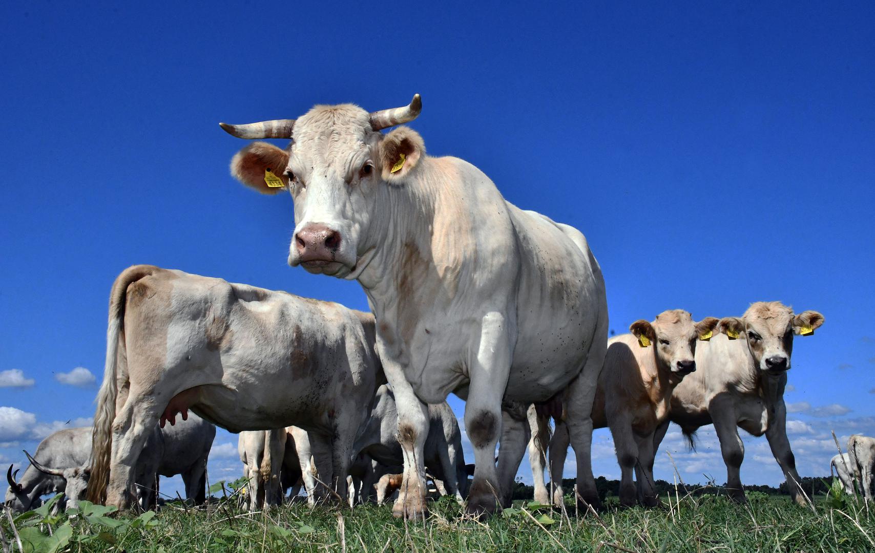 27.07.2023., Oprisavci - Izbor za najbolji OPG  "Zlata vrijedan". Obiteljsko poljoprivredno gospodarstvo Ivica Kovacevic Oprisavci, uzgajivac podolskog goveda na poplavnom pasnjaku Gajna uz rijeku Savu. Photo: Ivica Galovic/PIXSELL