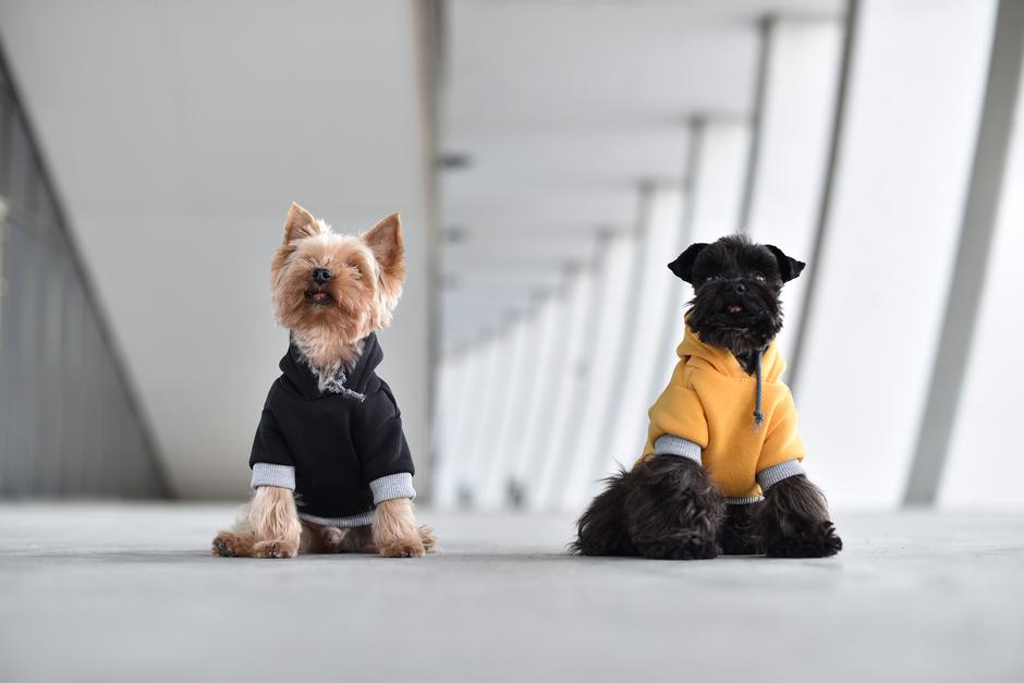  DAWG SWAG