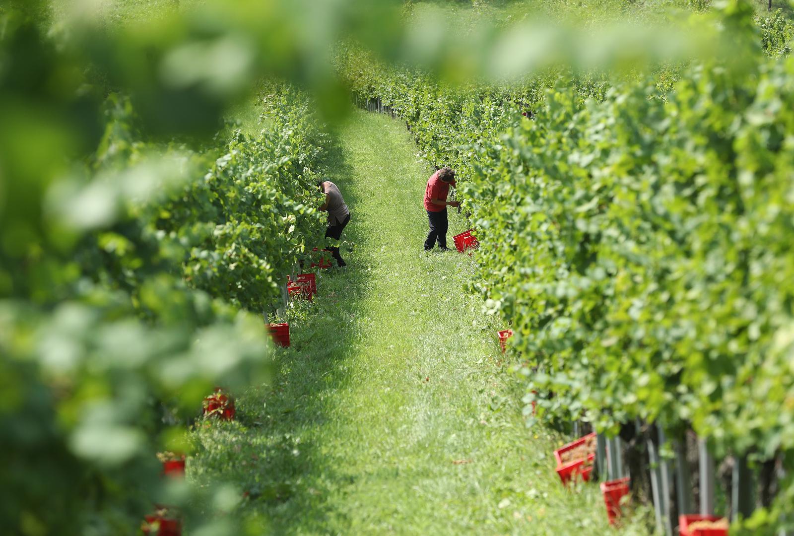 Berba grožđa kod obitelji Tomac na gorju Pleševica 07.09.2018.
