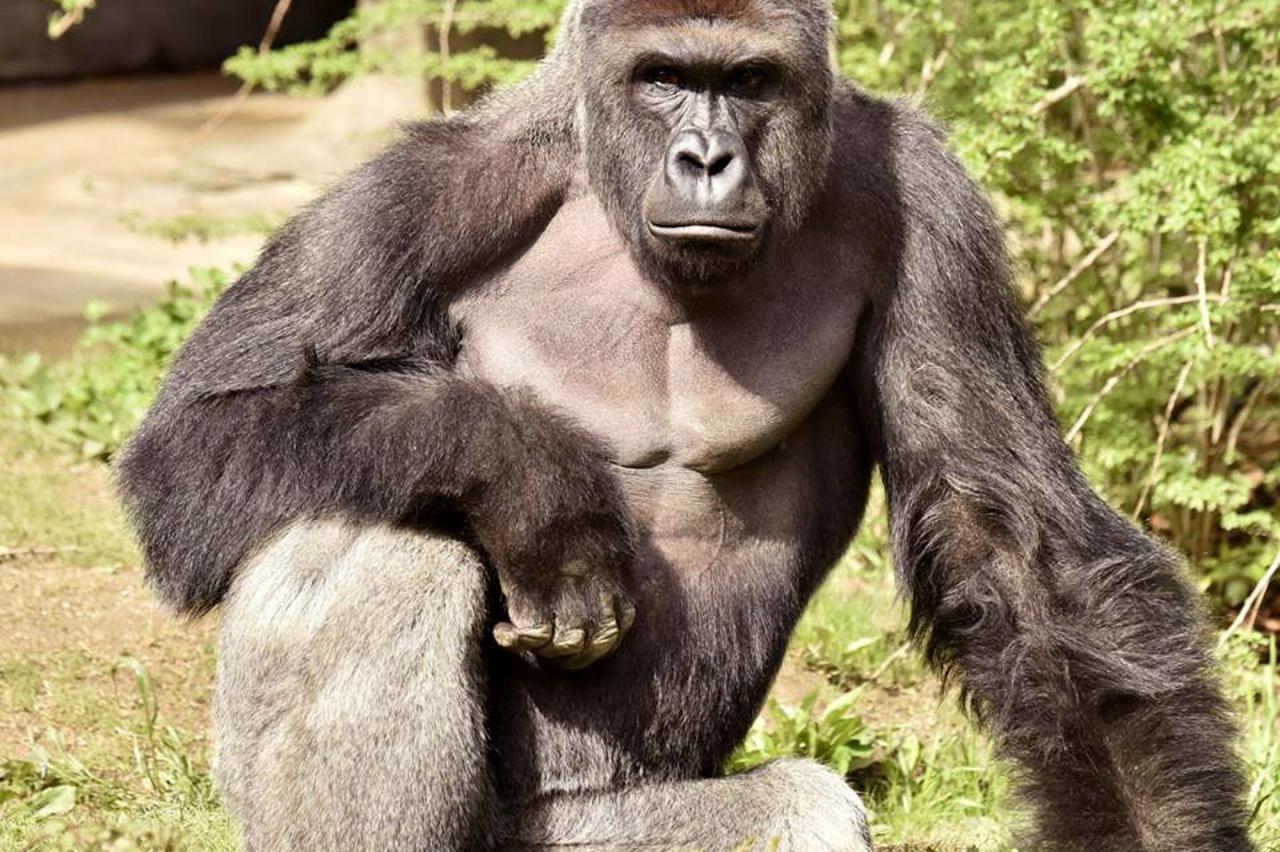 Harambe, 17-godišnja gorila u Cincinnati zoološkom vrtu