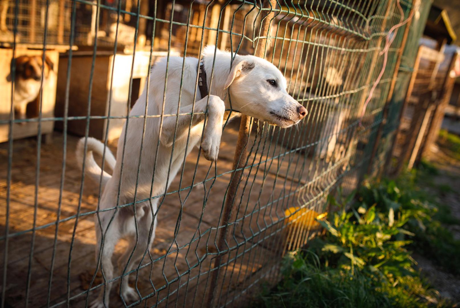 Skloništa često pomažu pri udomljavanju: Mnoga skloništa prije udomljavanja psima osiguravaju veterinarsku skrb, označavanje mikročipom i cijepljenje. Uvjeti se razlikuju, pa je dobro raspitati se što je već učinjeno i kakva će daljnja skrb biti potrebna. Osoblje vam može pomoći i savjetima za prve dane u novom domu.
