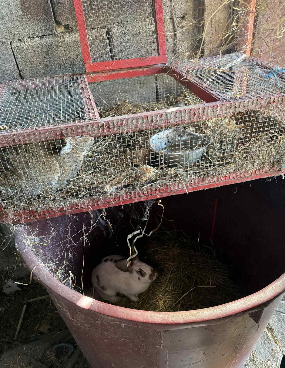 Zečevi 'dobrog gojnog stanja'