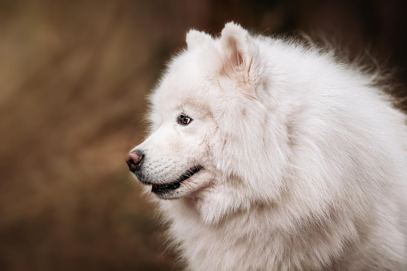 Samojed: Samojed osvaja izgledom i karakterom, ali traži puno kretanja, a odgoj i rad s njim mogu biti izazovni. Iako se zbog toga ne smatra pasminom za svakoga, štenci iz provjerenog uzgoja često su cijenom usporedivi s drugim popularnim pasminama. No, potpuno bijeli primjerci iz starih sibirskih linija mogu biti znatno skuplji.