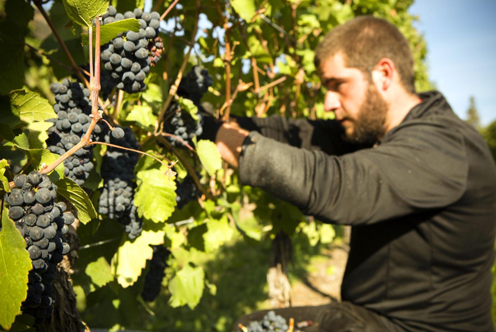 Izlet u vinograd ili voćnjak: Jesen je vrijeme berbe grožđa, jabuka, krušaka i drugih plodova zbog kojih su izleti na selo posebno zanimljivi. Brojna seoska gospodarstva nude mogućnost sudjelovanja u berbi, kušanja domaćih proizvoda i upoznavanja s tradicionalnim načinima njihove pripreme. Takav izlet može postati ugodan obiteljski dan ispunjen druženjem i boravkom na otvorenom.