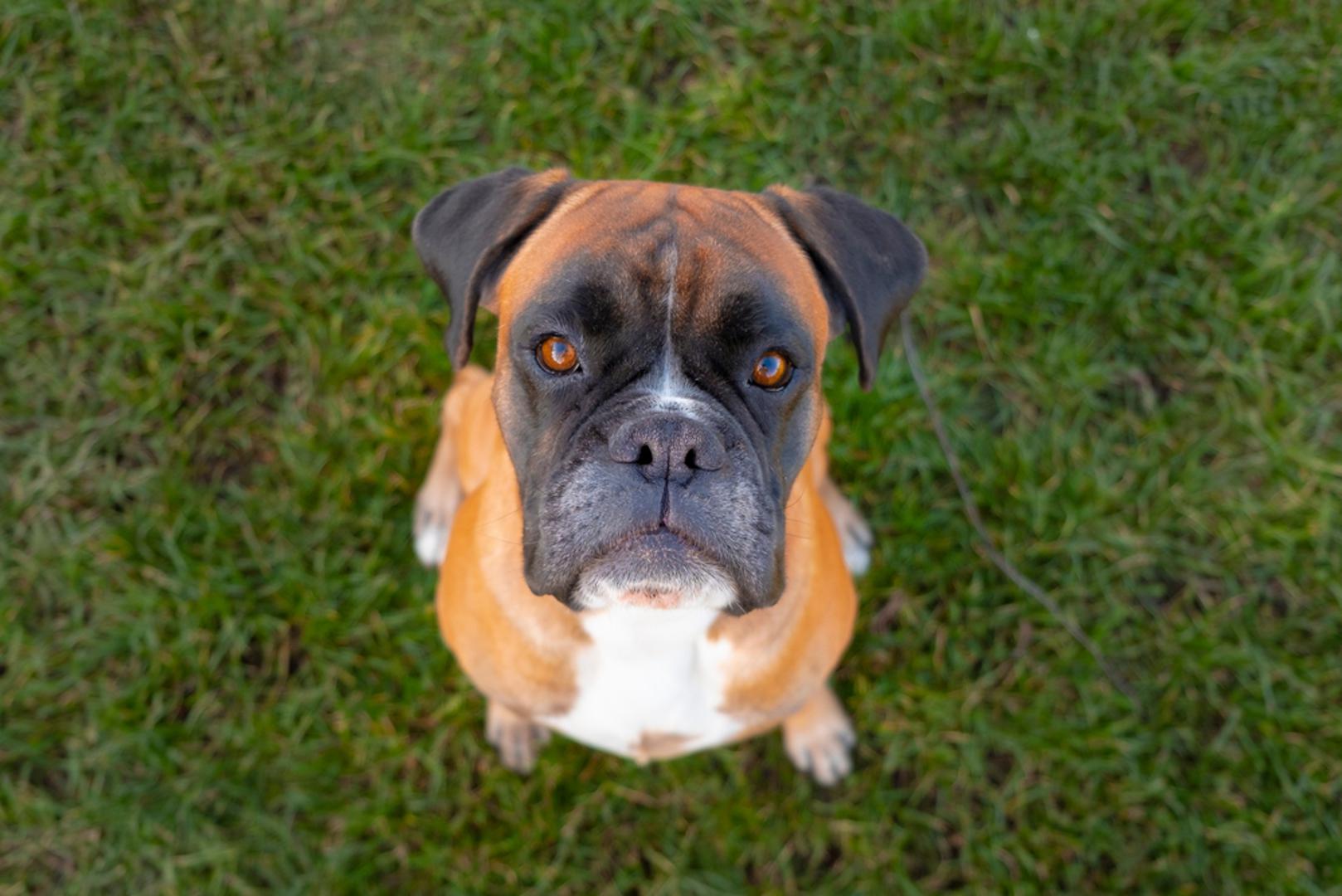 Bokser: Bokseri su razigrani, nježni i puni entuzijazma, ali njihova energija može iscrpiti vlasnike koji očekuju mirnijeg psa. Za njih su ključni redovito kretanje i stimulacija, inače se znaju 'zabaviti' na način koji, primjerice, nije drag namještaju. Uz to, skloniji su nekim zdravstvenim tegobama pa dio ljudi odustane kad shvati koliko brige traže.