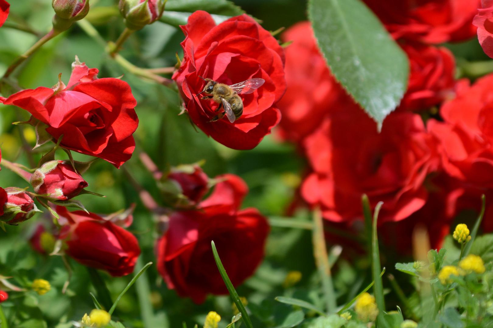 Nahranite ruže – Kora od banane brzo se pretvara u kompost pa je poslažite ili zakopajte u zemlju oko svojih ruža, cvjetat će kao nikada dosad.