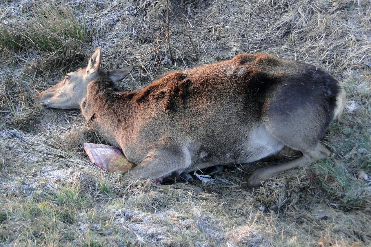 Srna mrtva životinja cesta