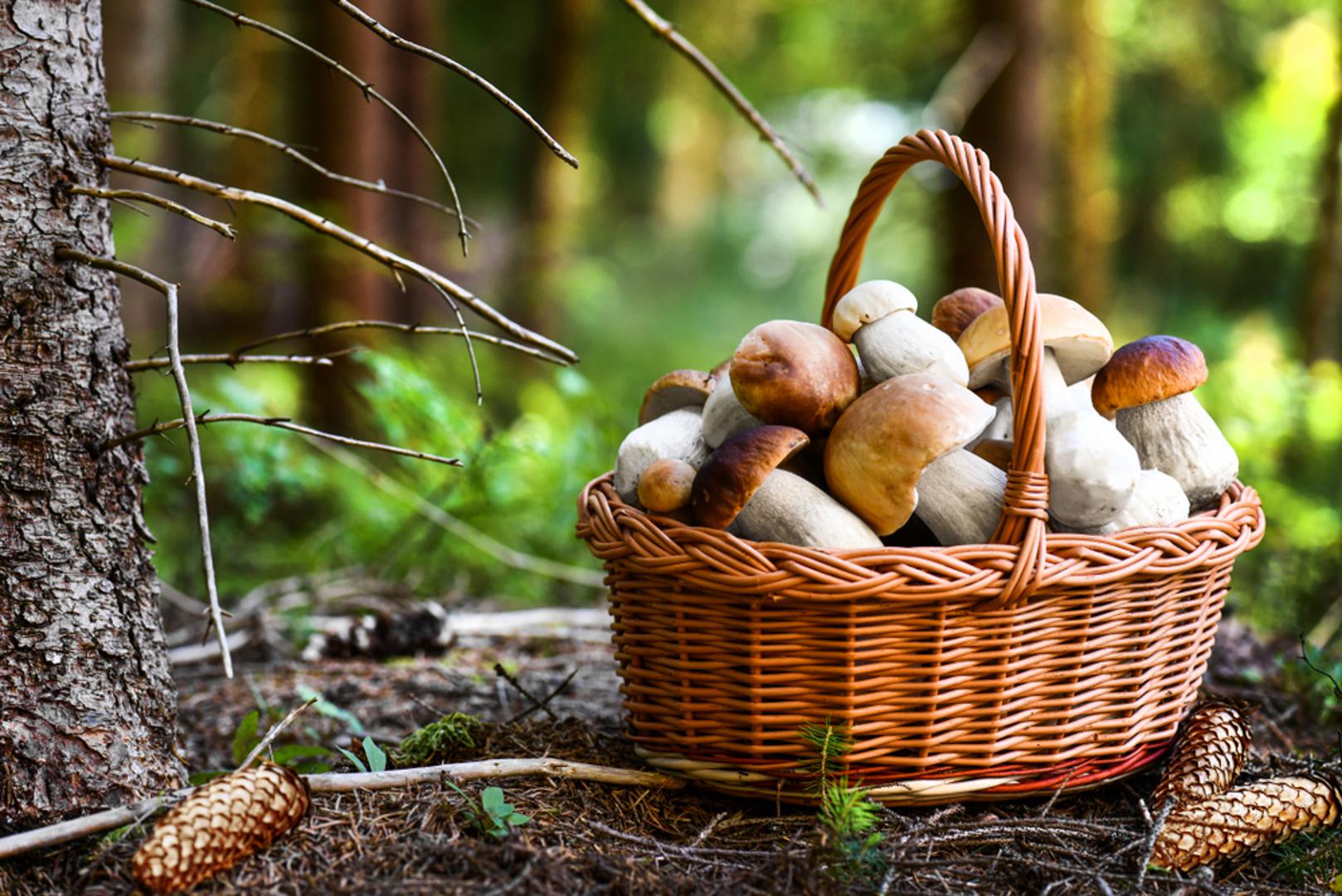 U borovim šumama: Iako ih mnogi povezuju s bjelogoričnim stablima, vrganji rado rastu i u borovim šumama. U takvim staništima imaju specifičnu aromu, a često su manji i svjetliji. Posebno se vole skrivati u mahovini i među iglicama pa iskusno oko gljivara mora biti strpljivo i pažljivo.