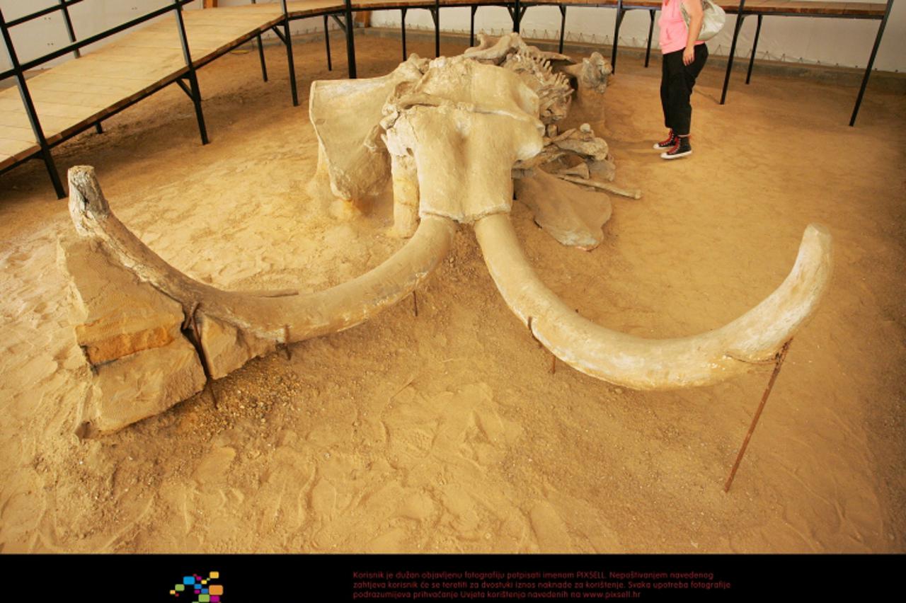 '22.06.2012., Stari Kostolac, Srbija - Na povrsinskom kopu ugljena u neposrednoj blizini arheoloskog nalazista Viminacium otkriveni su novi kosturi mamuta. Svakih 30 metara nailazi se na kosti novih j
