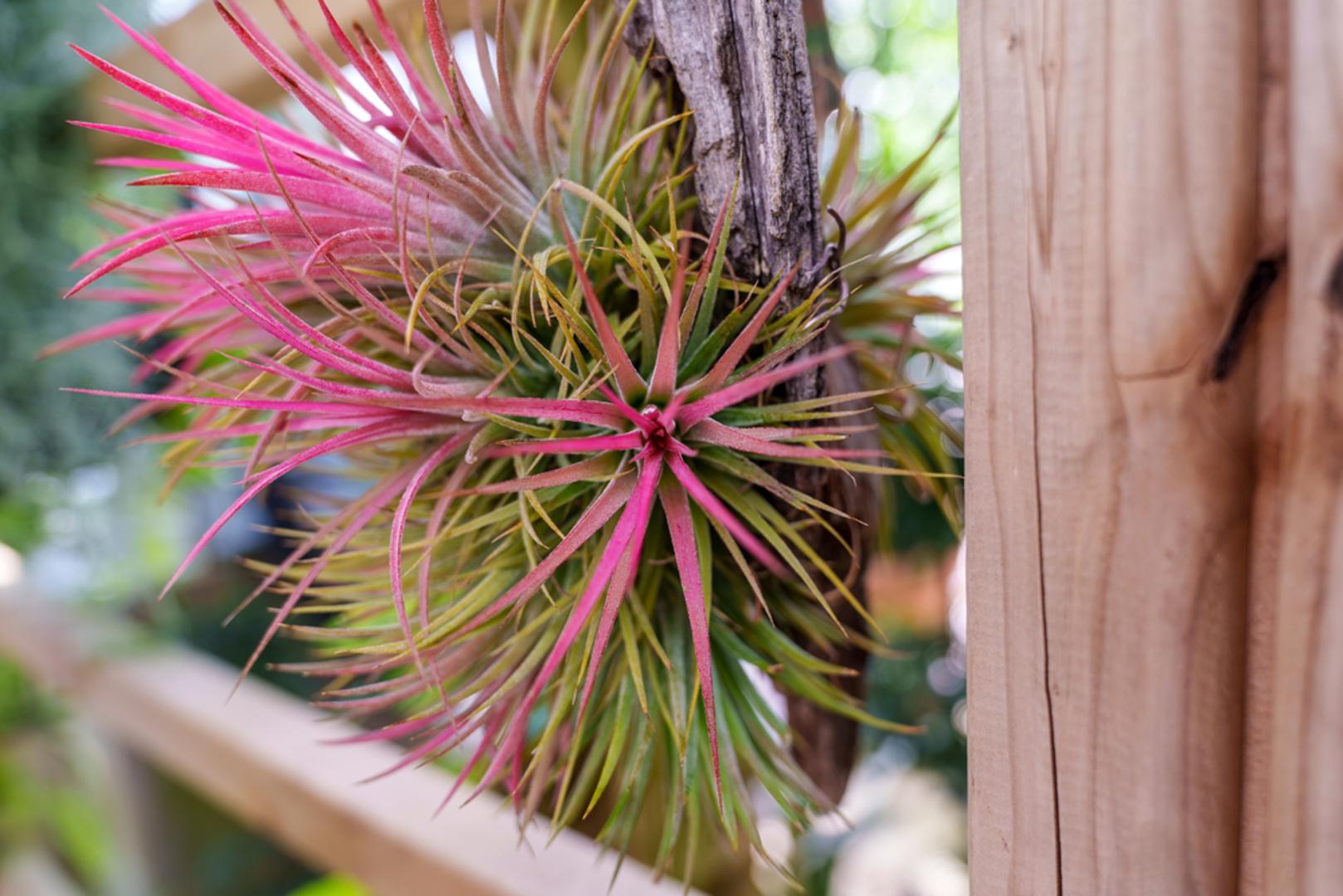 1. Tillandsia: Tillandsia, poznata i kao zračna biljka, upija vlagu izravno kroz svoje lišće, što znači da može usisati višak vlage iz zraka. Ova biljka je izuzetno dobra kao sobna biljka jer joj za rast nije potrebna zemlja, što znači da nećete imati problema s gljivičnim komarcima ili s previše mokrim tlom koje uzrokuje rast plijesni. Zračne biljke treba namakati ili prskati 1-3 puta tjedno da bi im se pomoglo da apsorbiraju vodu i hranjive tvari, a preferiraju jarku, neizravnu sunčevu svjetlost, pa ih treba postaviti blizu prozora koji ne dobivaju izravnu sunčevu svjetlost.