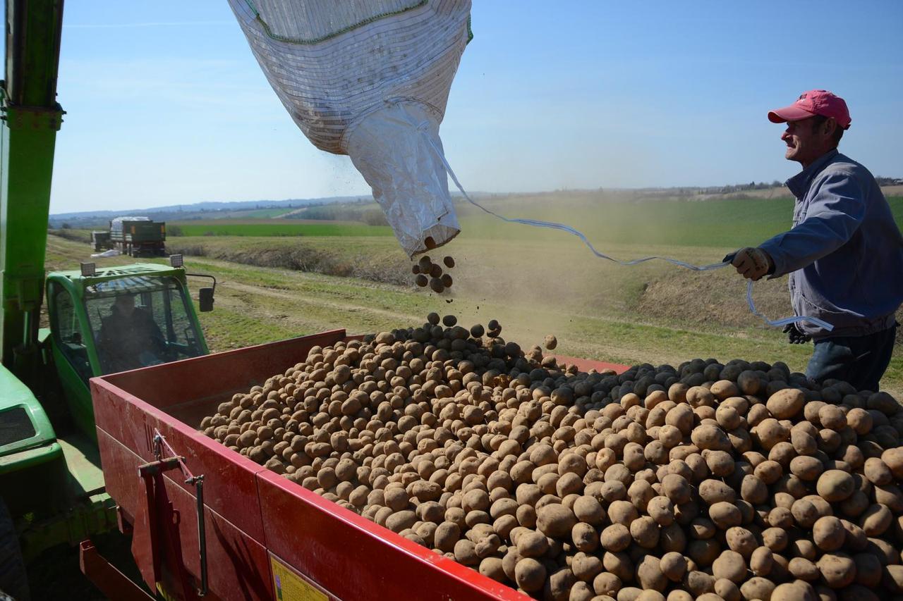 Garešnica: Sadnja krumpira suvremenom četverorednom sadilicom