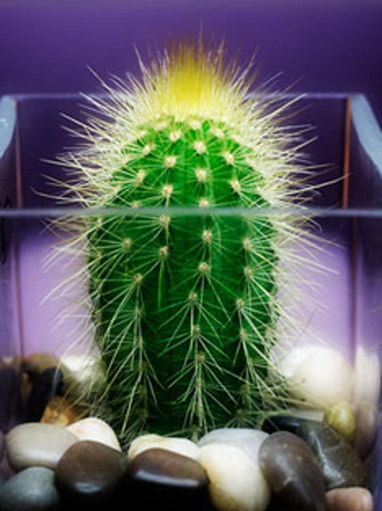 kaktus mit kleinen blättern Epiphyllum ackermanii