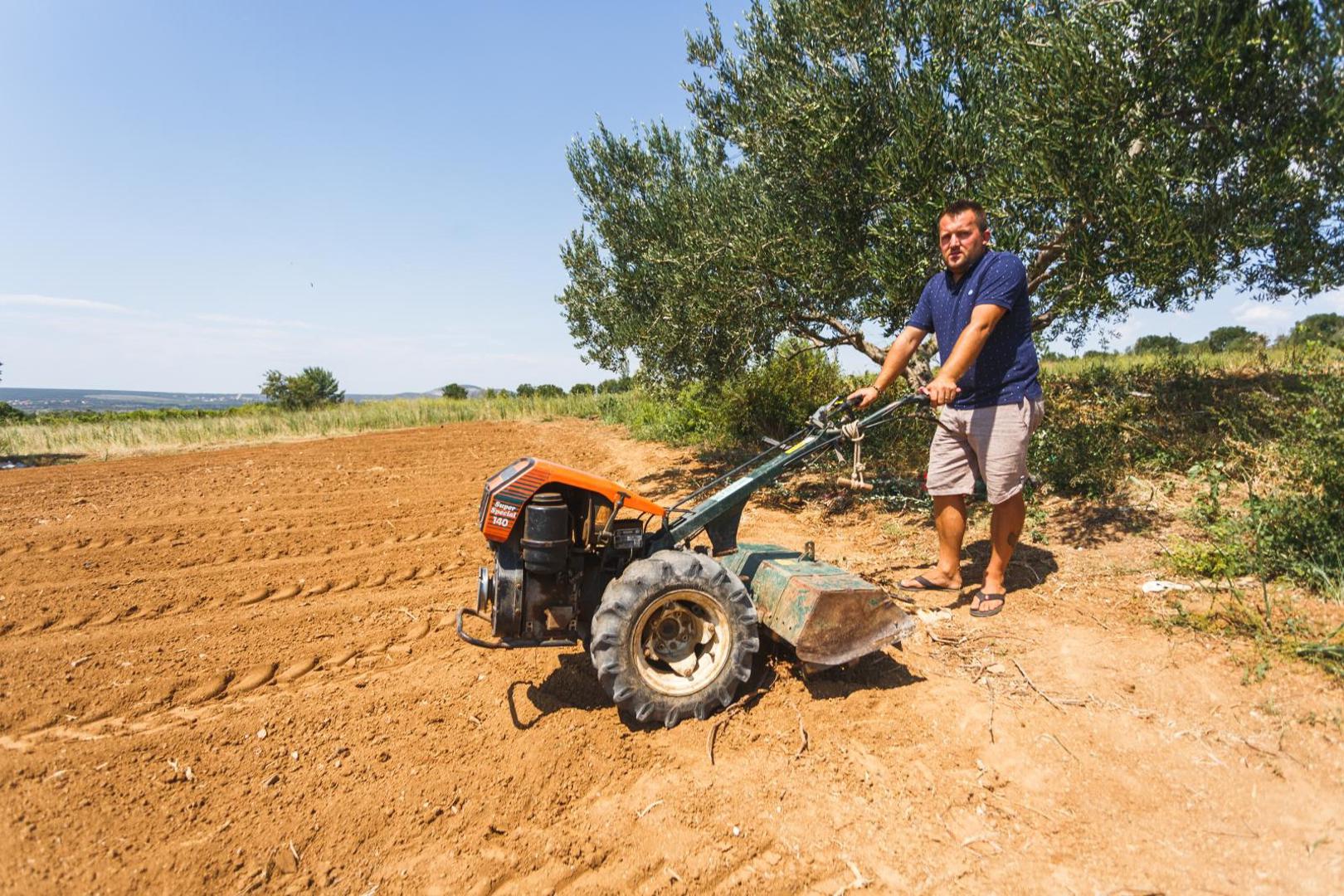 07.08.2020., Tinj - OPG Ante Peraic.   Photo: Marko Dimic/PIXSELL