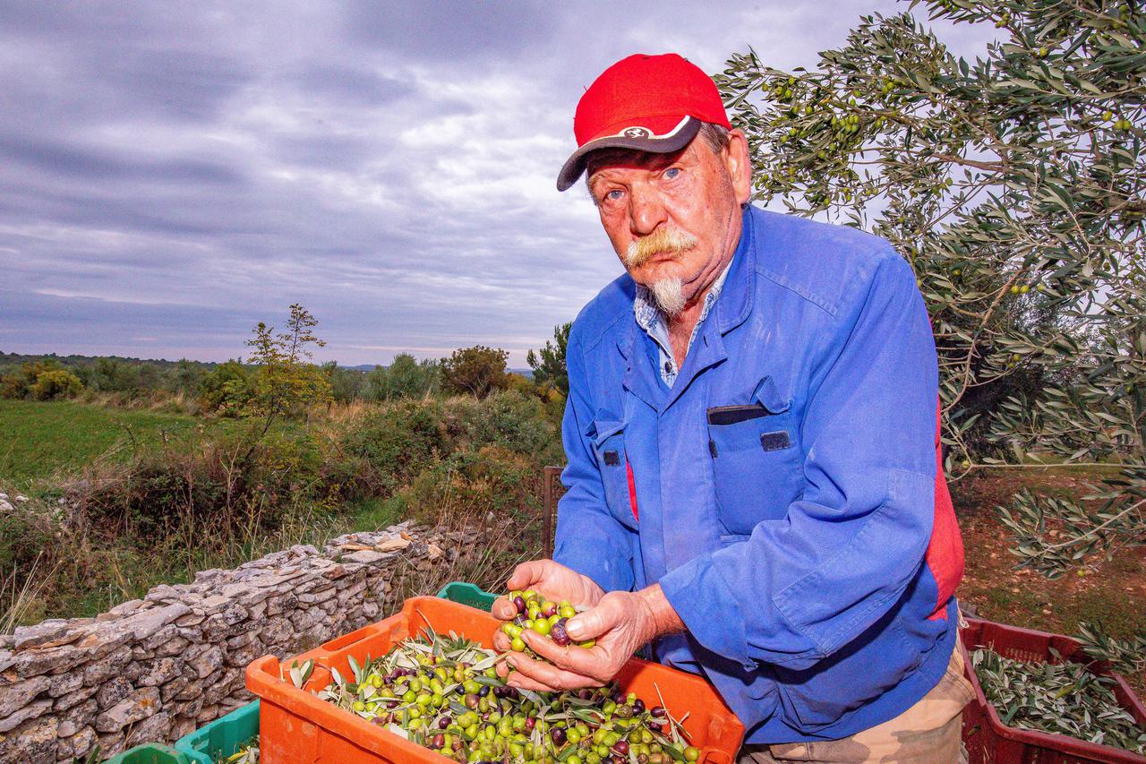 Berba maslina u Vodnjanu i okolici