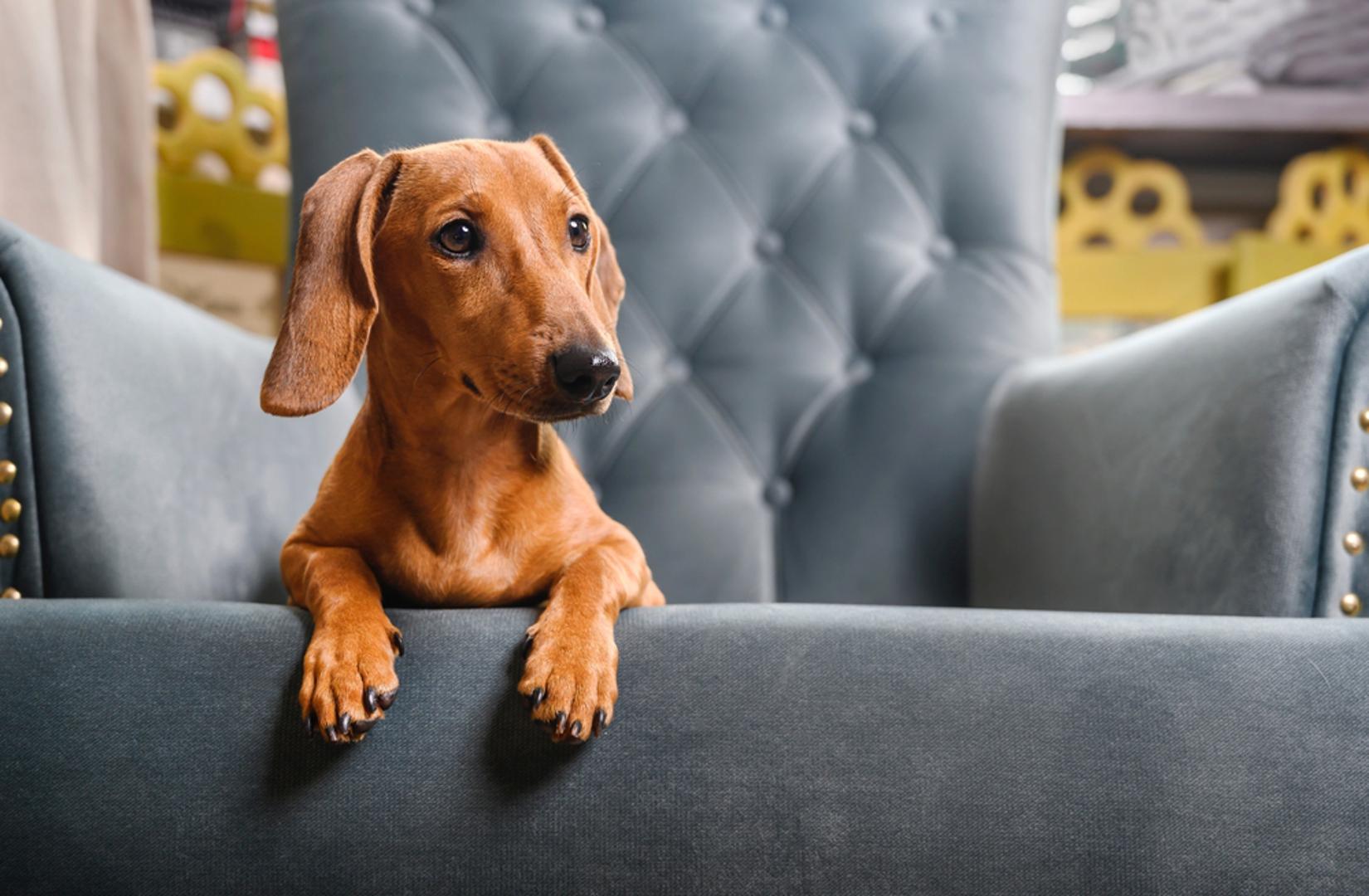 Jazavčar: Lovni instinkt i snažna privrženost čine jazavčara tvrdoglavim, ali osjetljivim na odvajanje. Bez jasnih rutina lako razvija vokalizaciju i kopanje. Strpljivo učenje ostajanja iza barijere ili u sigurnom prostoru smanjuje napetost. Stabilna dnevna struktura i zadaci njušenja održavaju ga mirnijim.