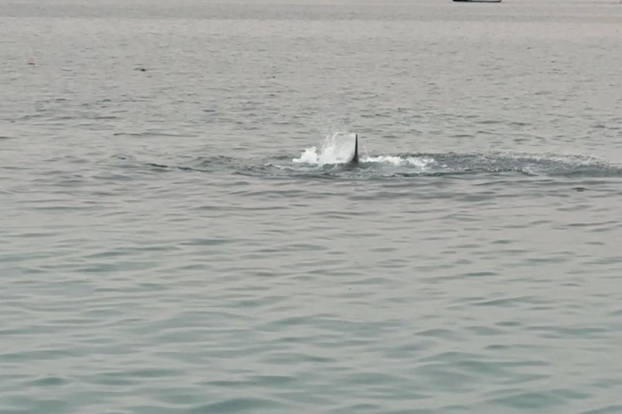 Morski pas na plaži Hurgada