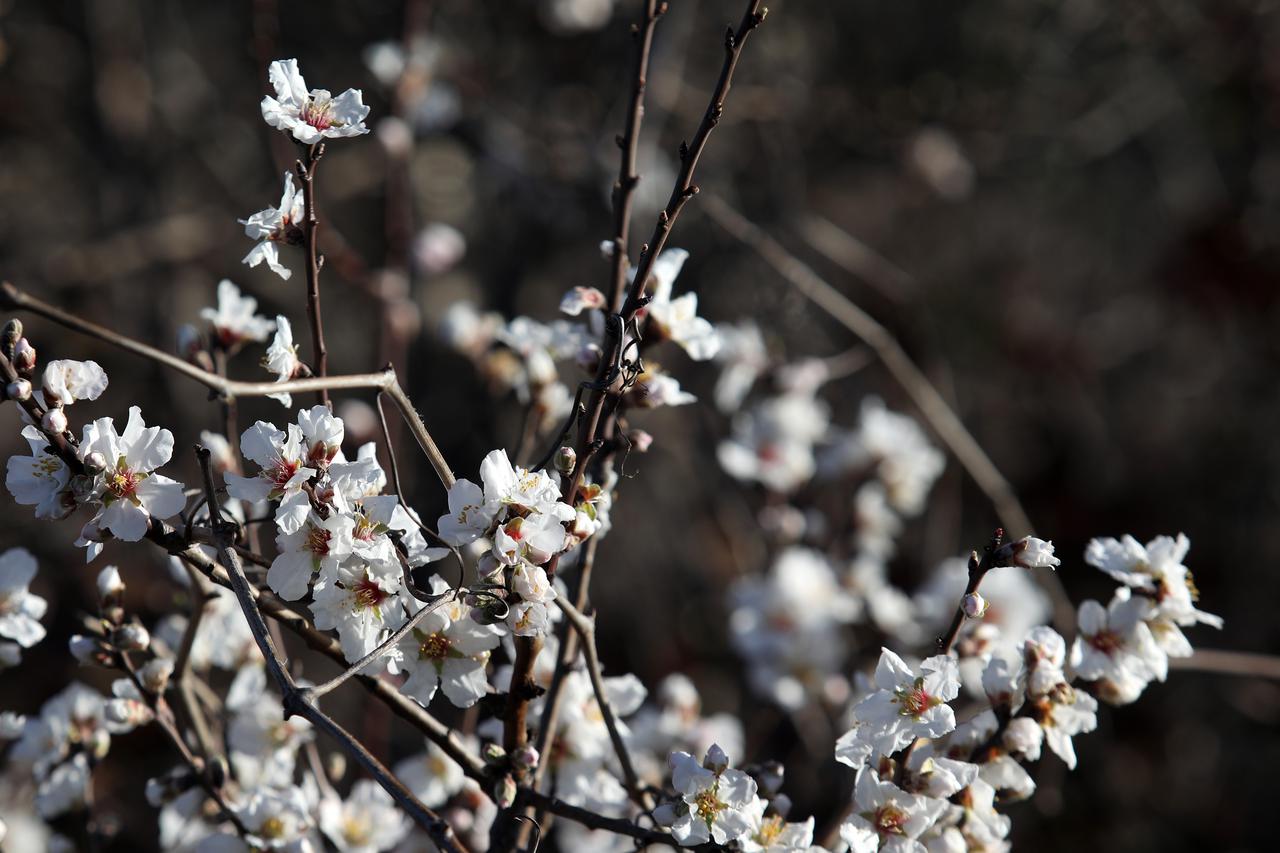 U šibenskom zaleđu procvjetale trešnje i bademi