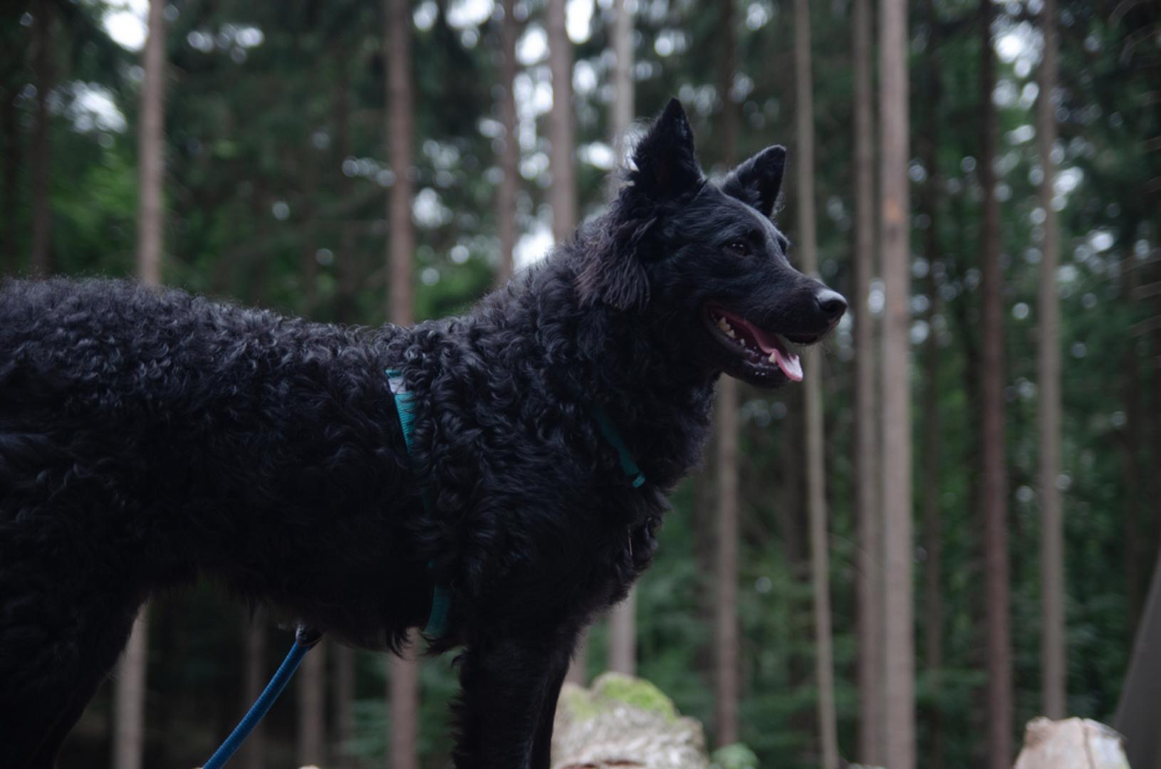 Hrvatski ovčar: Živahan je, inteligentan i brz pas stvoren za rad uz stado, ali se dobro snalazi i kao čuvar dvorišta i aktivan obiteljski pas. Najbolje 'raste' uz zadatke i kretanje, pa mu treba svakodnevna mentalna i fizička stimulacija. Odlikuju ga odanost i budnost, a s dobrim odgojem postaje stabilan i pouzdan pratitelj.