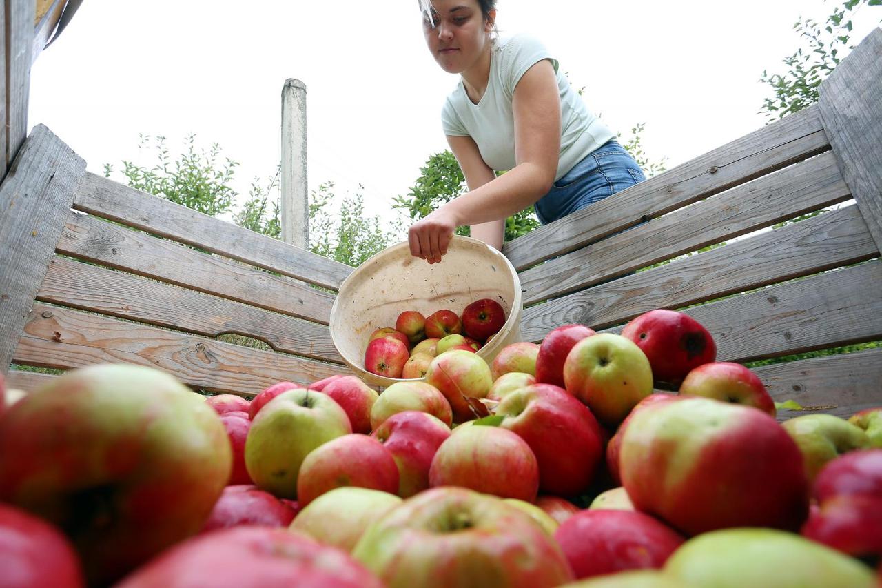 Berba jabuka u voćnjaku u Gornjoj Trebinji