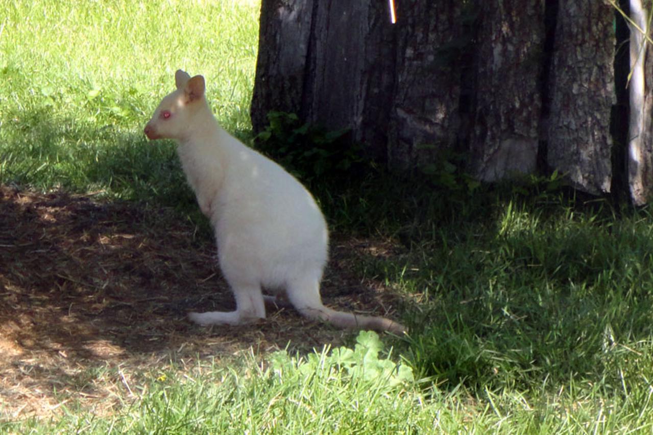 Albino klokan (1)