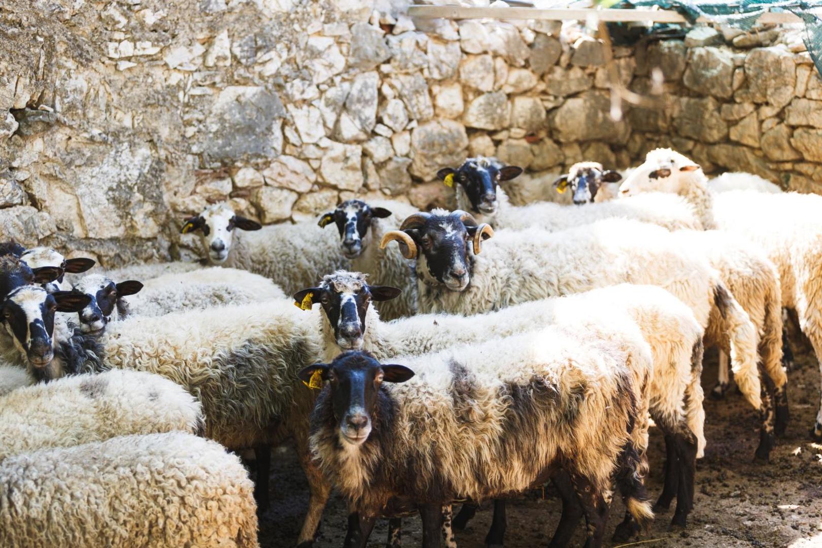 07.08.2020., Tinj - OPG Ante Peraic.   Photo: Marko Dimic/PIXSELL