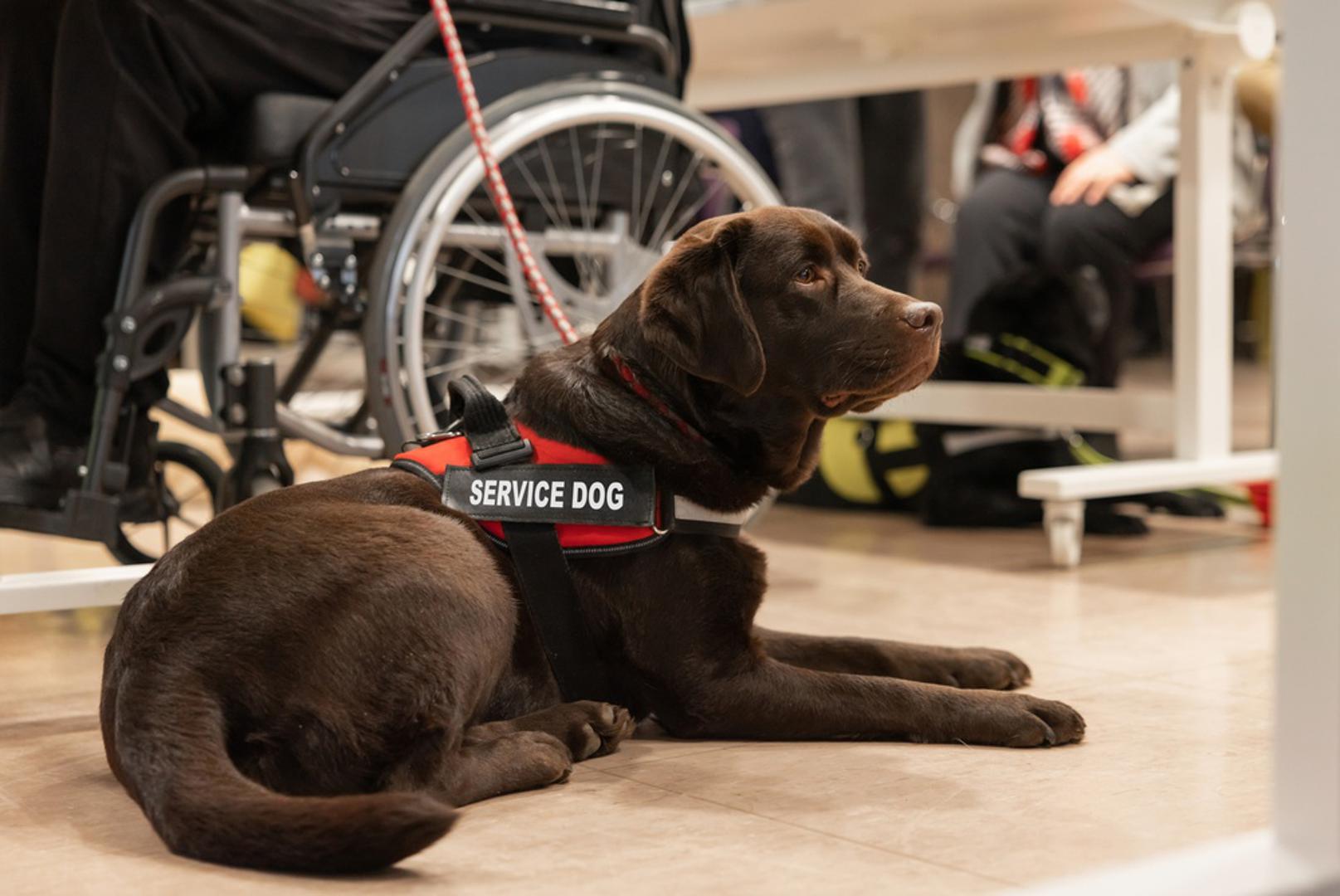 Labrador retriver: Labrador retriver jedna je od najčešćih pasmina koje se koriste kao službeni psi. Poznati su po prijateljskom karakteru, društvenosti i želji da ugode čovjeku, što ih čini vrlo zahvalnima za trening. Osim toga, snažni su, aktivni i dovoljno izdržljivi da mogu pratiti potrebe osobe kojoj pomažu.