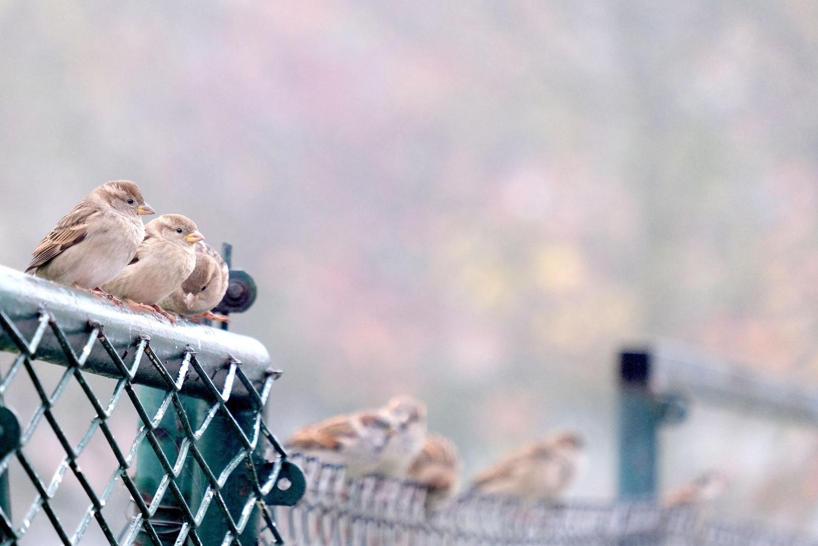 Uz svježih osam stupnjeva za obilazak gradskih groblja povodom blagdana Svih svetih treba se slojevito obući. 
