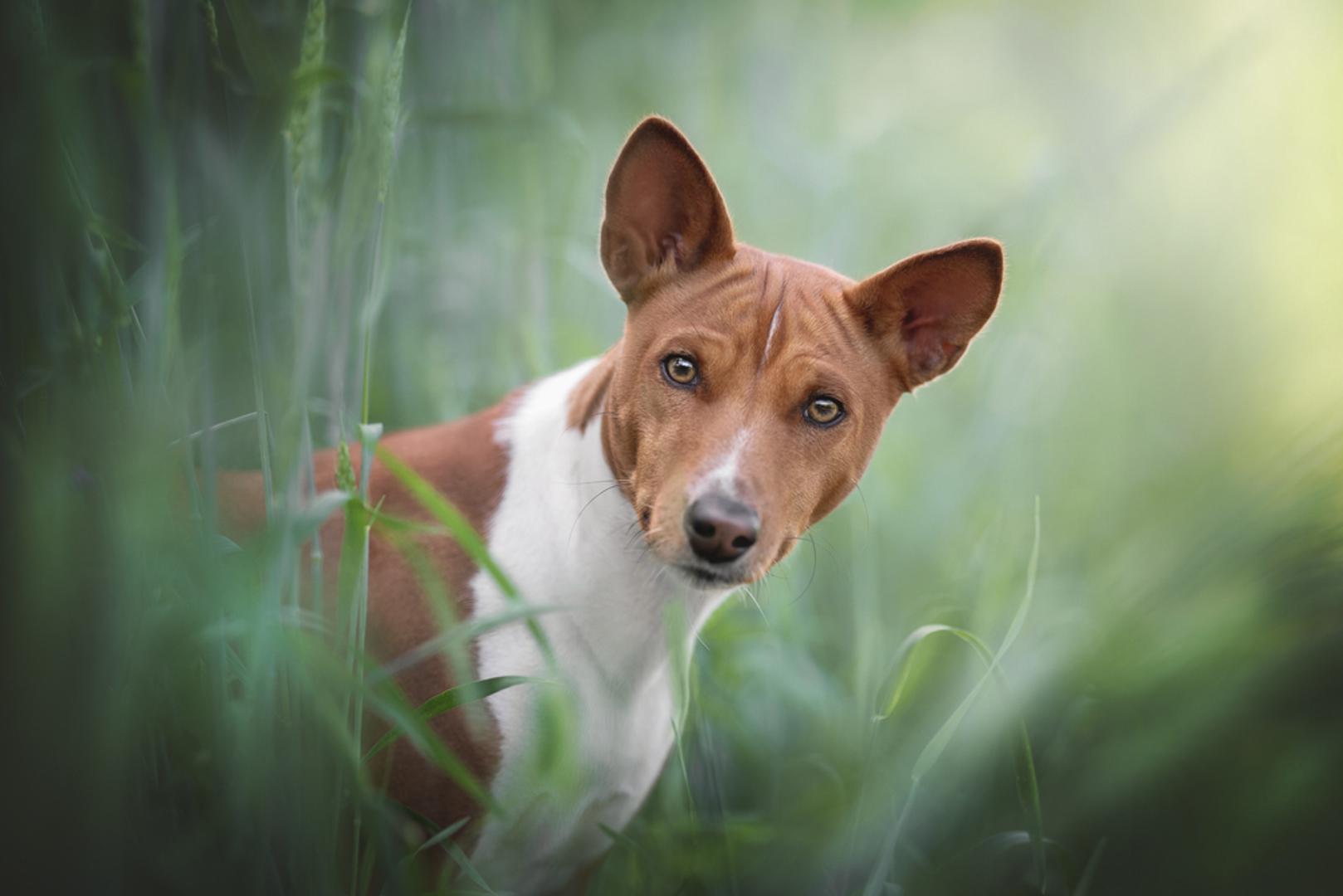 Basenji: Ovaj drevni afrički pas, poznat i po tome što umjesto klasičnog laveža proizvodi neobične zvukove nalik jodlanju, uglavnom je snažne konstitucije. Životni vijek često mu je između 13 i 14 godina, a kratka dlaka jednostavna je za održavanje. Ipak, odgovorni uzgajivači trebali bi testirati pse na Fanconijev sindrom i određene nasljedne bolesti očiju.
