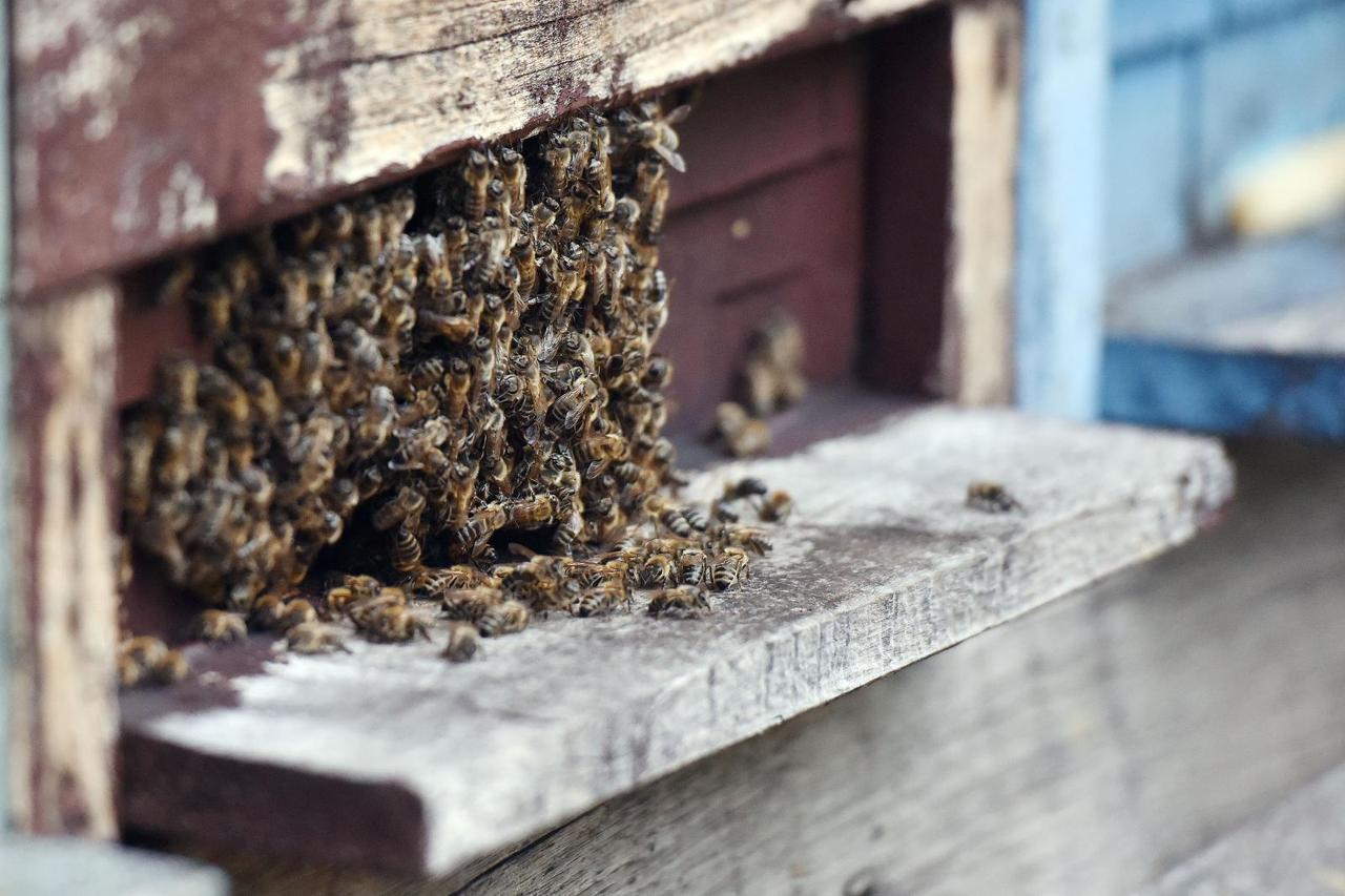 Pomor pčela u Međimurju, stradalo pedesetak milijuna pčela