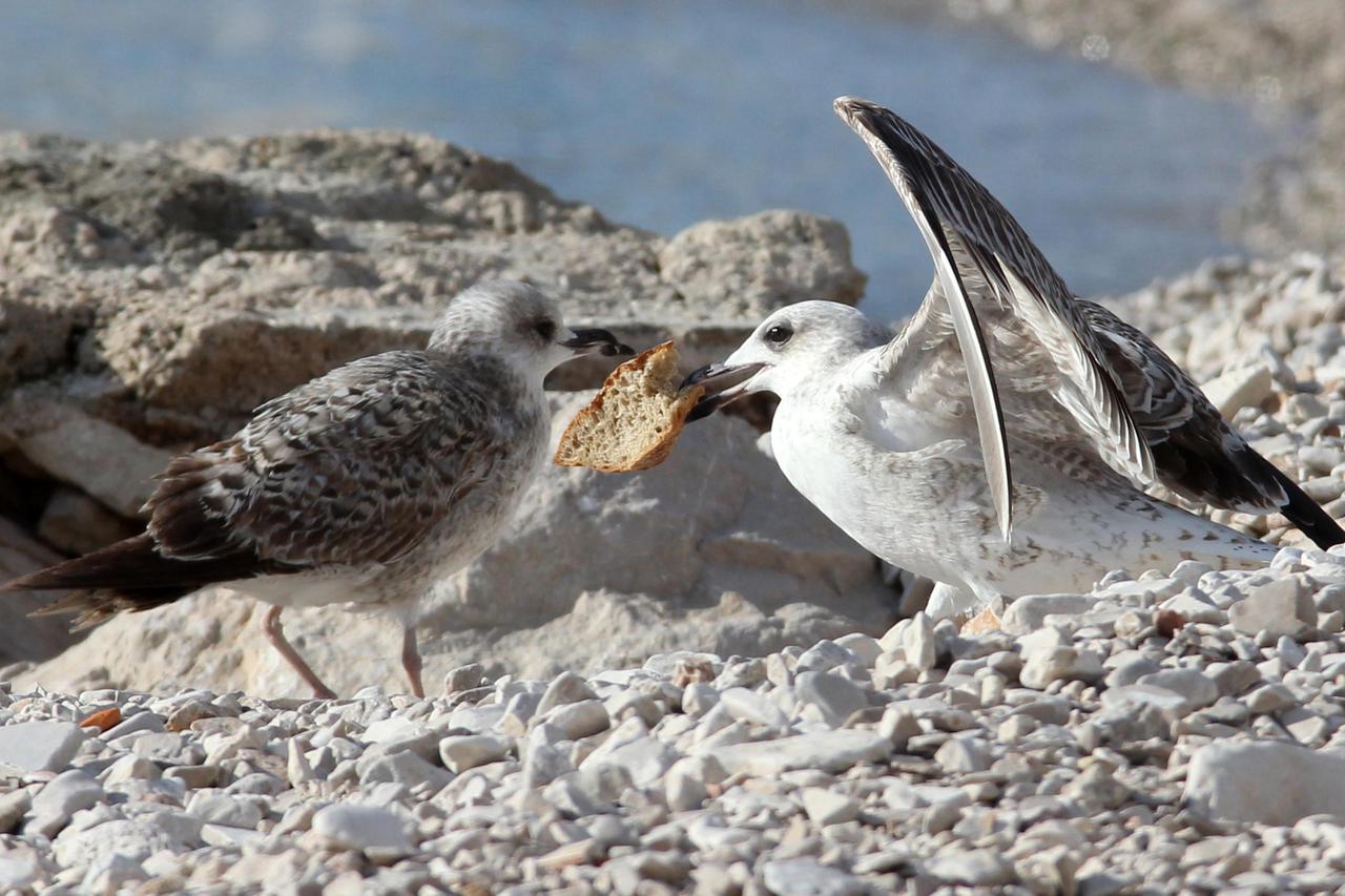 galebovi