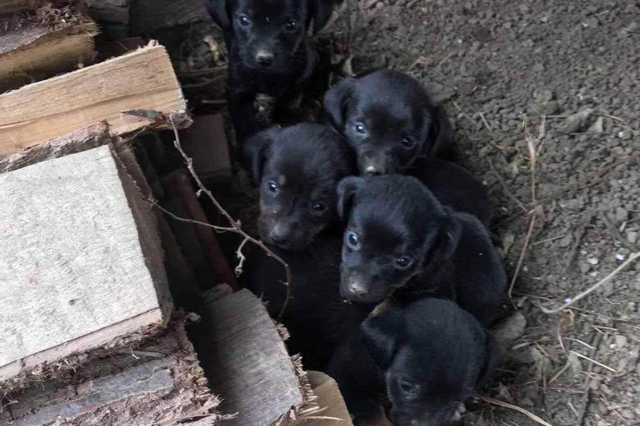 Štenci u Borovom naselju