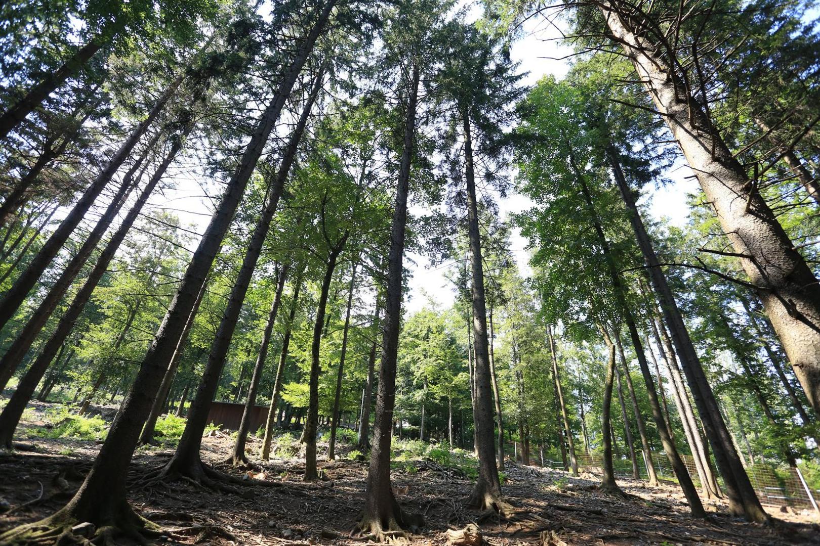 13.08.2020., Delnice - Reportaza iz grada Delnice za koji je ovih dana objavljeno kako im dolazi americki lanac hotela i  shoping centri. Photo: Kristina Stedul Fabac/PIXSELL