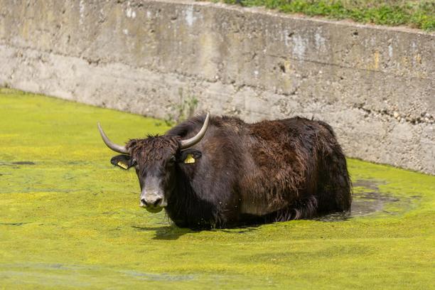Poplavljen dio nastambi u Zoo vrtu u Osijeku zbog visokog vodostaja i podzemnih voda