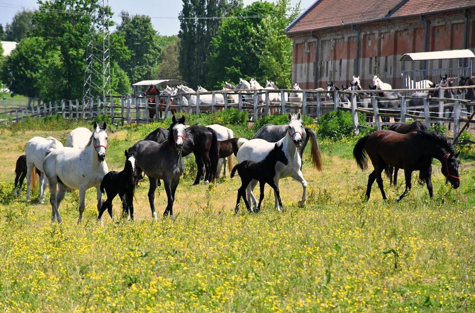 Ergela Lipik u doba pandemije postala bogatija za deset ždrebadi, a očekuju još dvoje