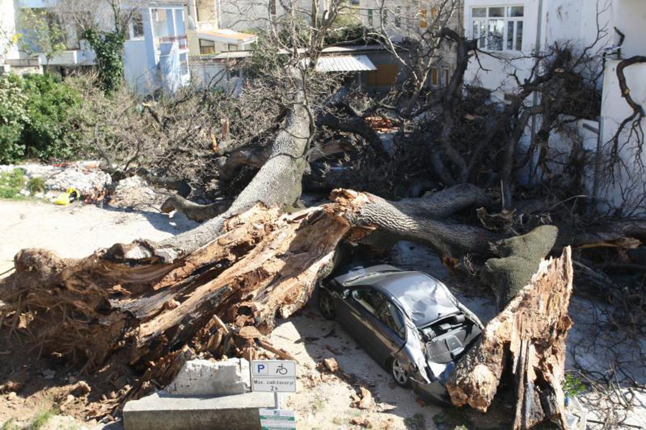 Stari hrast se zbog bure srušio na automobile (1)