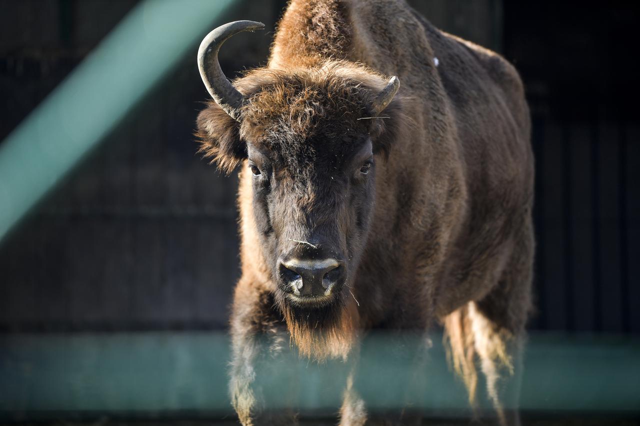 Zimska svakodnevica u zagrebačkom zoološkom vrtu 