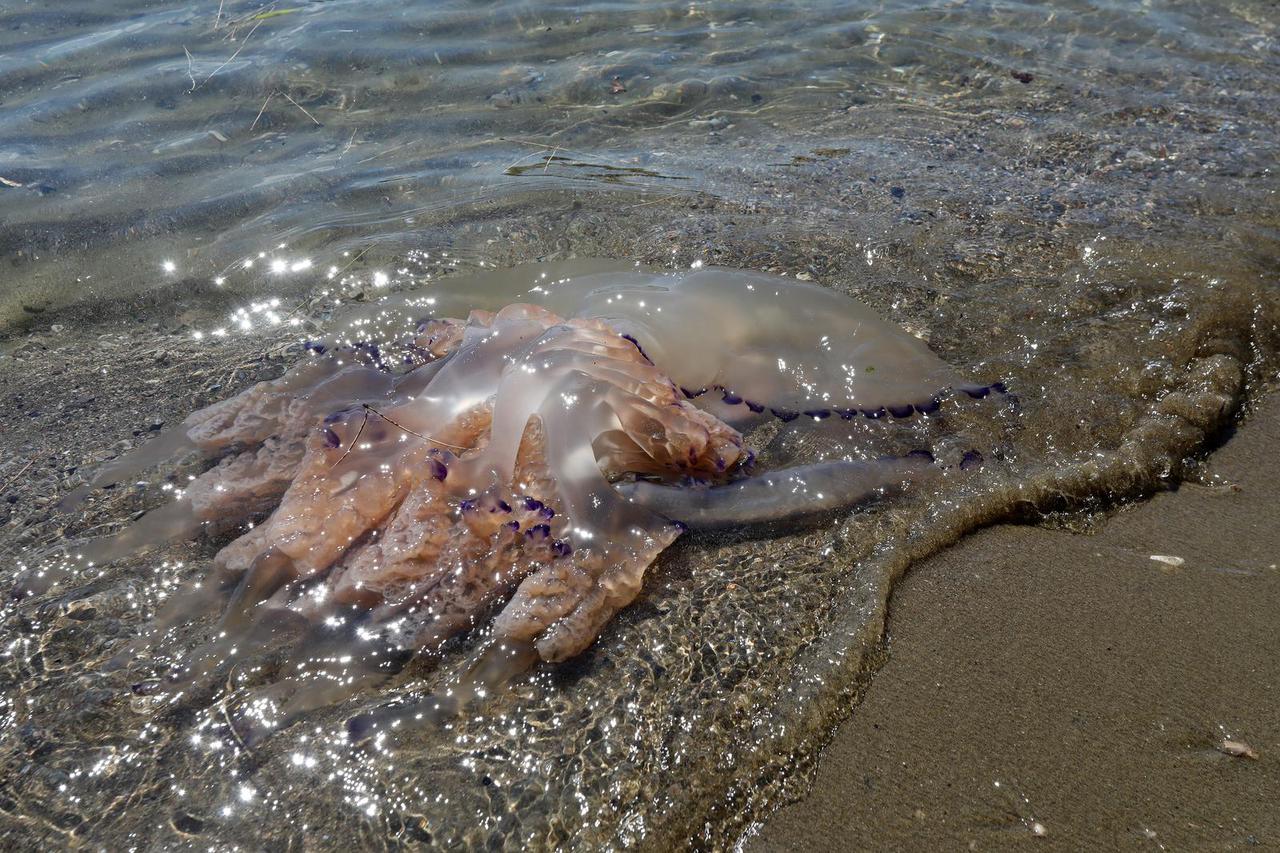 Opatija: Velike meduze doplutale na plažu Slatina