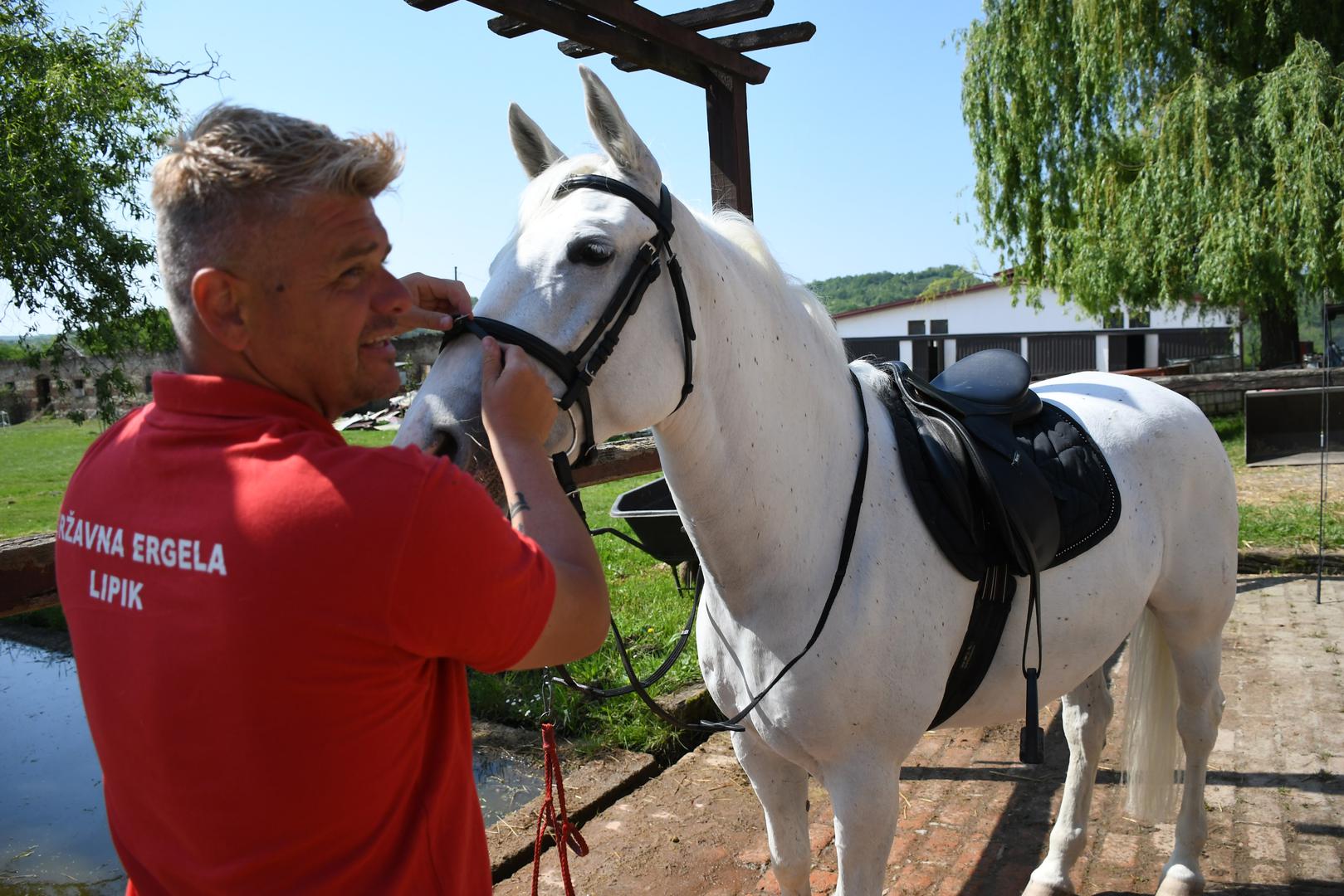 U DRŽAVNOJ ERGELI je 75 lipicanaca, plemenitih carskih konja čiji je uzgoj UNESCO uvrstio na popis
nematerijalne kulturne baštine čovječanstva