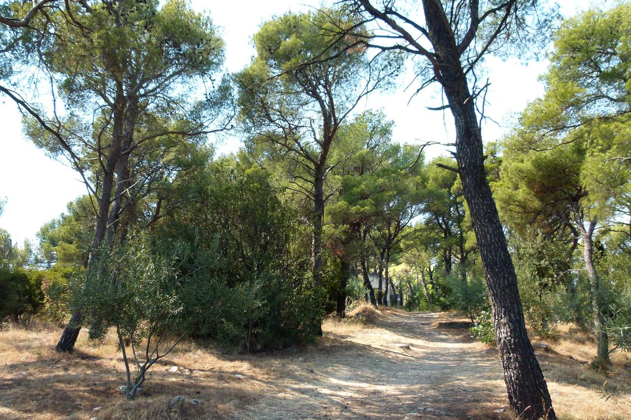 Marjan