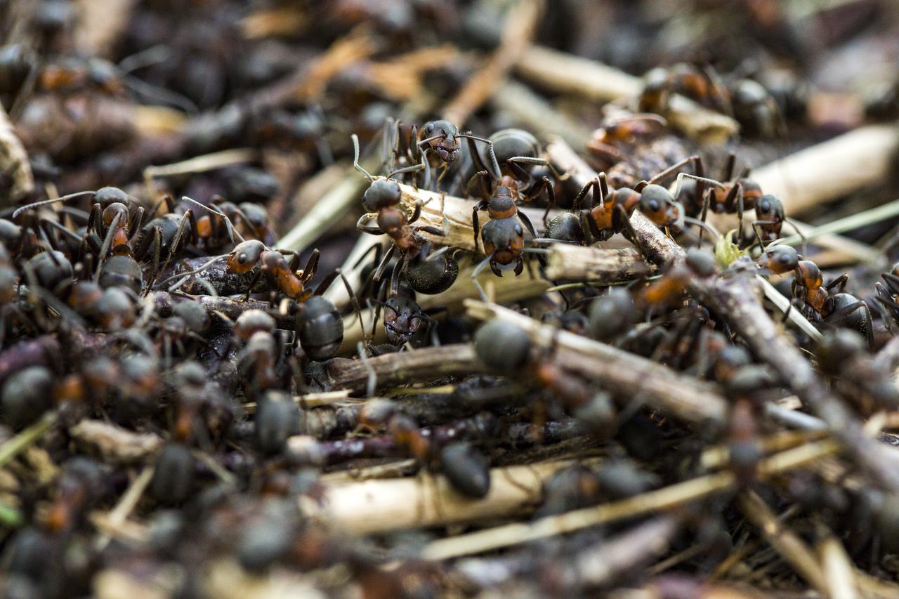 Mravi vrijedno grade svoj mravinjak