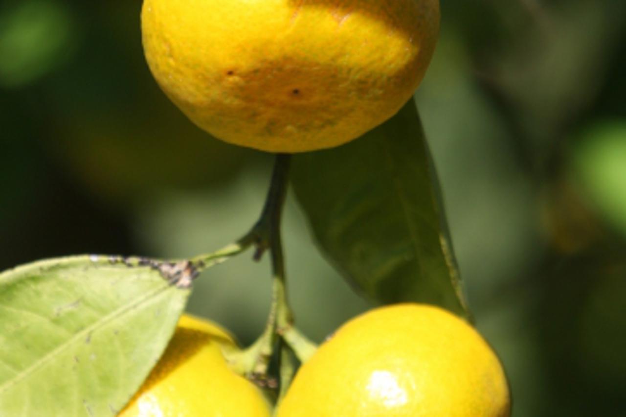 '02.10.2011., Opuzen - Na uscu Neretvanske doline na podrucju Opuzena i Metkovica pocela je sezona berbe mandarina. Urod je ove godine manji zbog suse ali je kvaliteta vrlo dobra. Iako izvana zelene, 