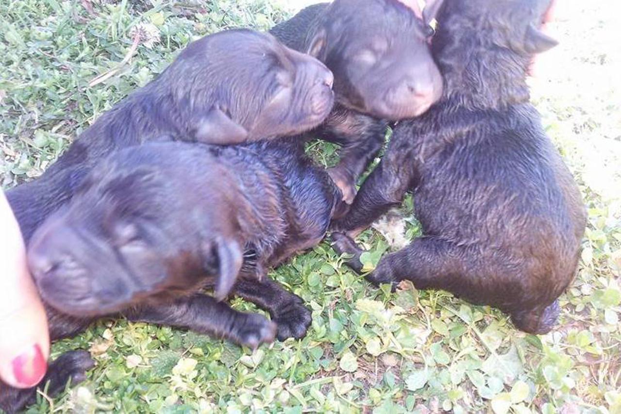 Štenci iz vrećice
