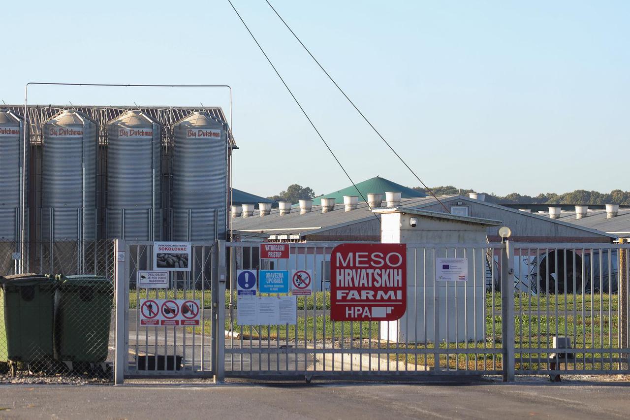 Uskoro počinje eutanazija svinja na farmi Sokolovac