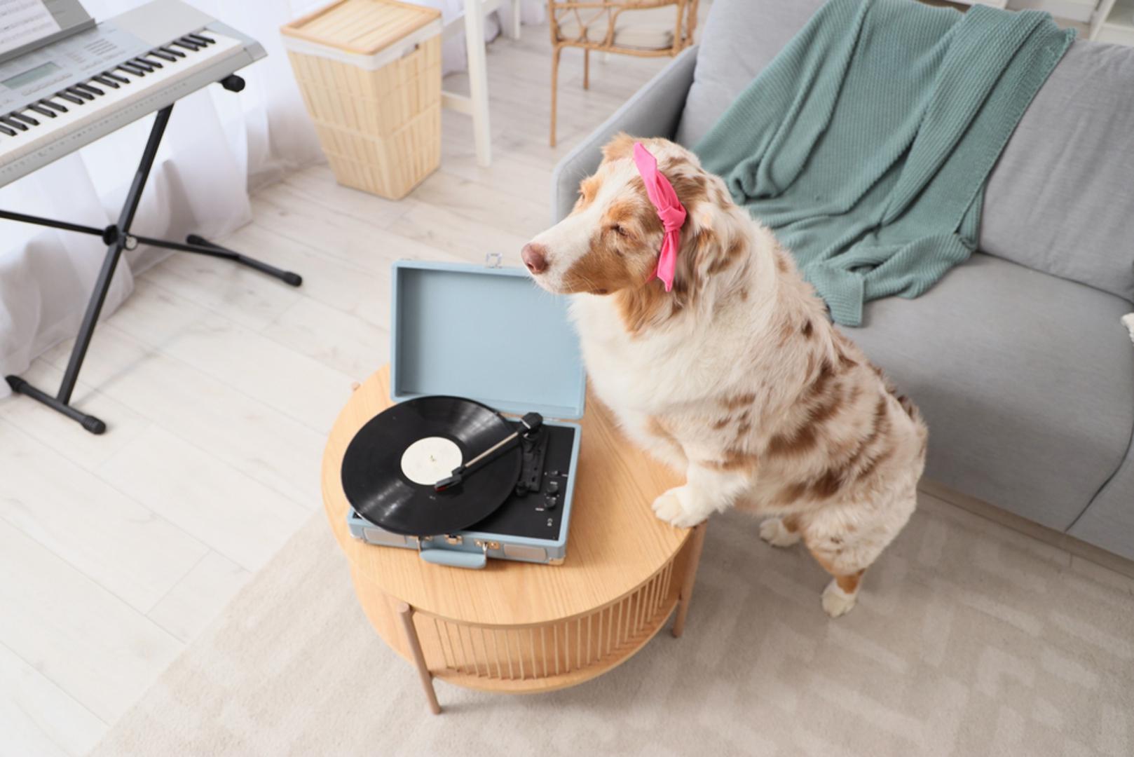 Glazba: Vjerovali ili ne, glazba može utjecati na pse baš kao i na ljude. Ako želite da se vaš ljubimac opusti, pokušajte pustiti neku smirujuću i nježnu glazbu kako biste mu pomogli da se umiri. Ovo je aktivnost u kojoj ćete vjerojatno i vi jednako uživati.