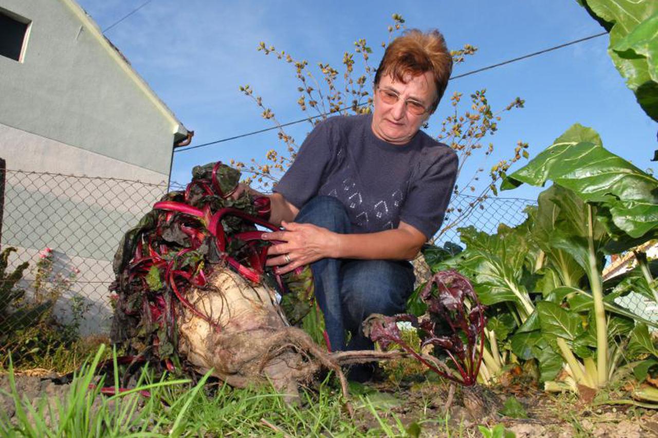 divovska cikla,portal (1)