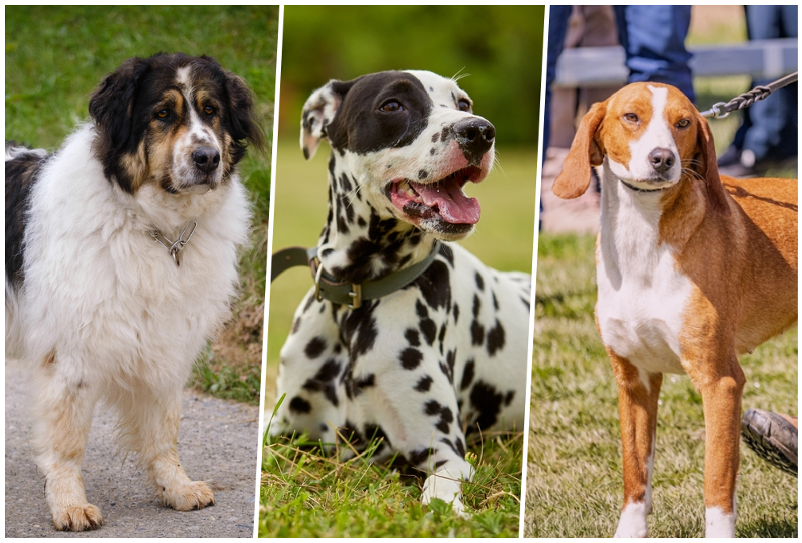 Hrvatska se može pohvaliti s nekoliko autohtonih pasmina pasa koje su nastajale uz ljude: na selu, u lovištima i na pašnjacima. Neke su svjetski poznate, a neke su i dalje naše malo blago koje najbolje razumiju domaći uzgajivači i lovci. Zajedničko im je da su stvarane za rad: da čuvaju, prate trag, tjeraju divljač ili drže stado na okupu. Ovo su njuškice koje Hrvatski kinološki savez navodi kao hrvatske autohtone pasmine. 