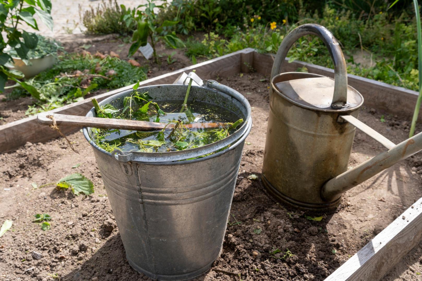 Odbija neke nametnike: Pripravci od koprive često se koriste i kao prirodna pomoć protiv pojedinih vrtnih štetnika, osobito lisnih uši. Iako nije čarobno rješenje za svaki problem, redovita uporaba može pomoći u smanjenju pritiska nametnika na osjetljivim biljkama. To je posebno korisno vrtlarima koji žele izbjeći agresivna kemijska sredstva.