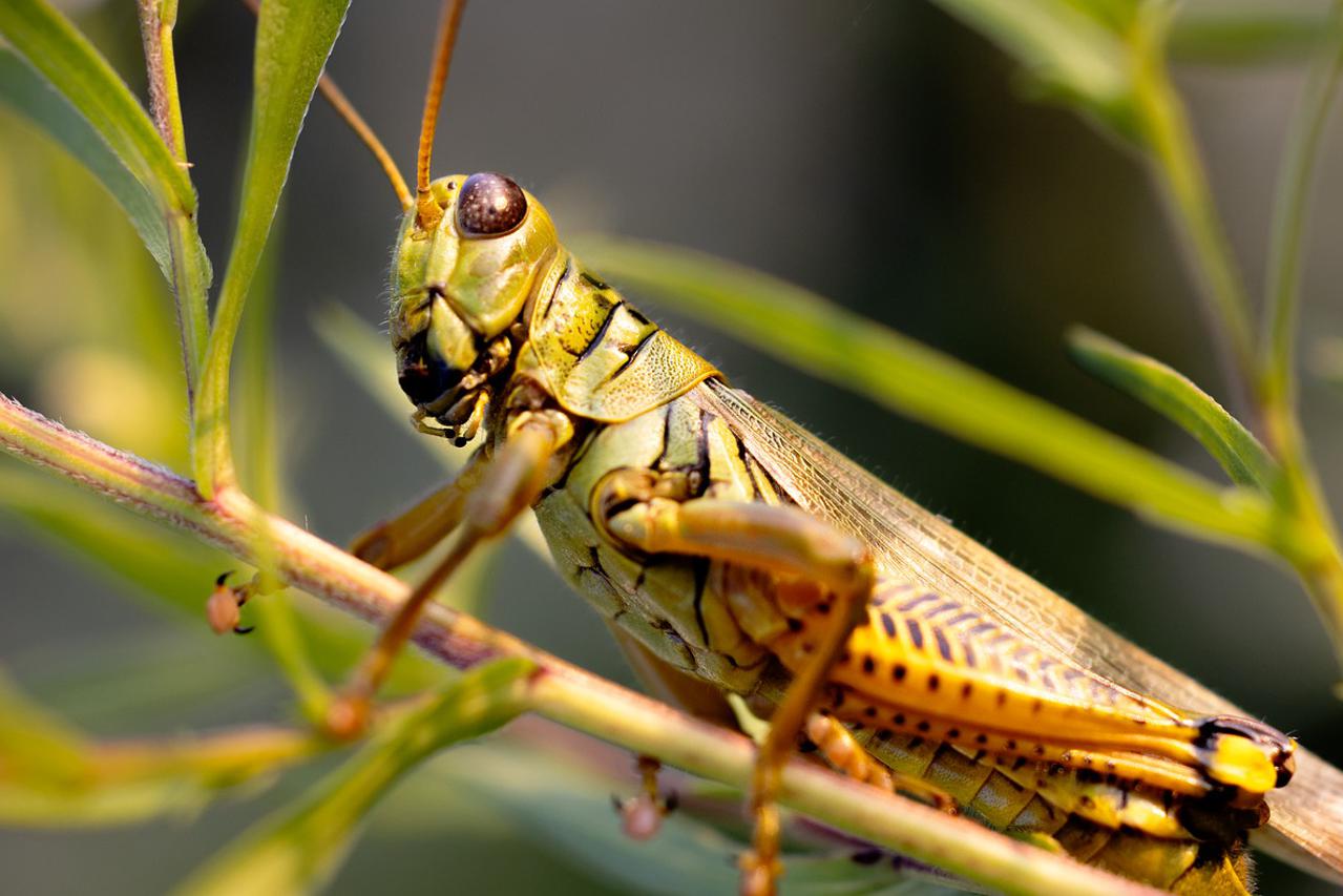 Skakavac